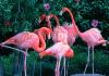 Flamingos